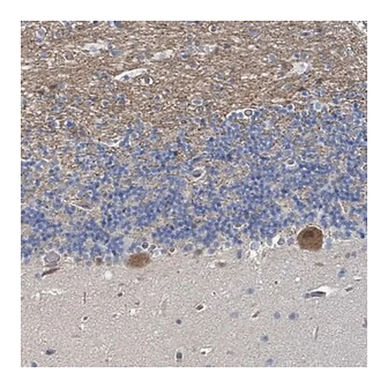 Merck Anti-MDGA1 antibody produced in rabbit