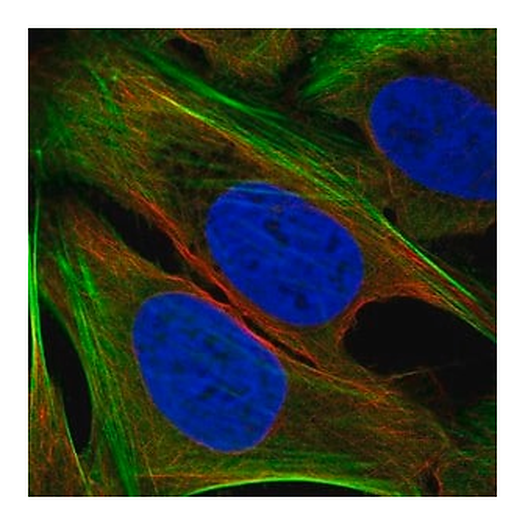 Merck Anti-TMEM59L antibody produced in rabbit