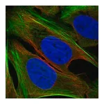 Merck Anti-TMEM59L antibody produced in rabbit
