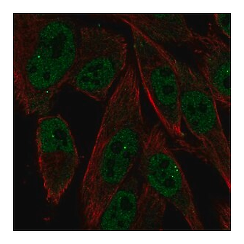 Merck Anti-RXRG antibody produced in rabbit