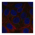 Merck Anti-ACHE antibody produced in rabbit