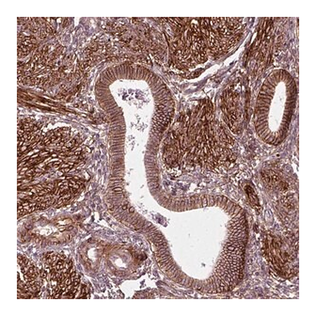 Merck Anti-NPTN antibody produced in rabbit