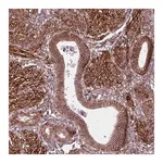 Merck Anti-NPTN antibody produced in rabbit
