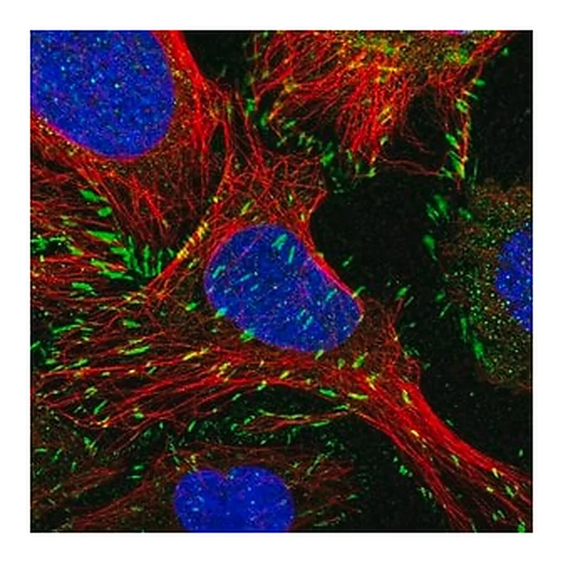 Merck Anti-PXN antibody produced in rabbit