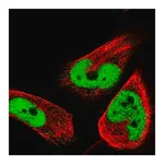 Merck Anti-HNRNPH2 antibody produced in rabbit