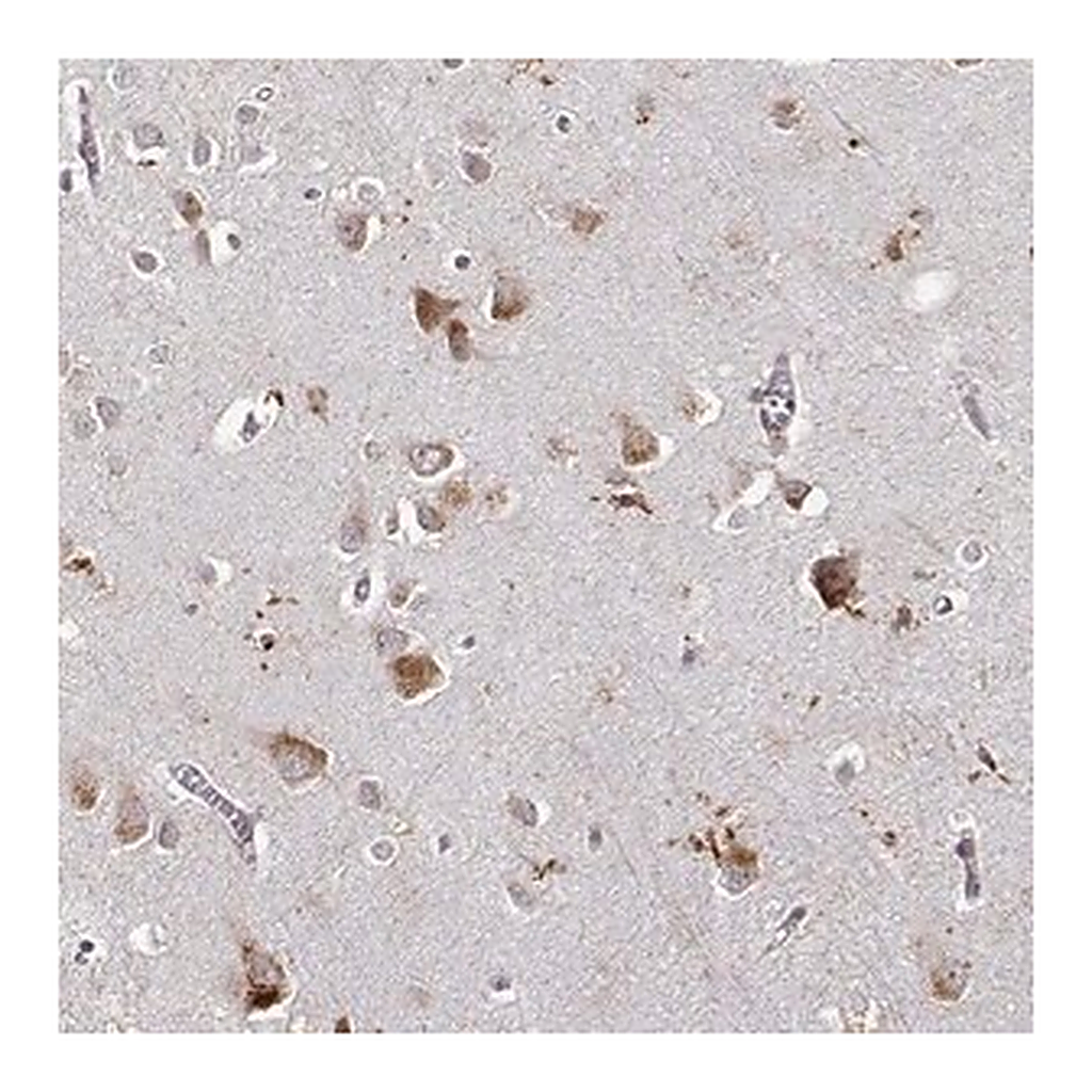 Merck Anti-RNF13 antibody produced in rabbit