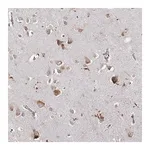 Merck Anti-RNF13 antibody produced in rabbit