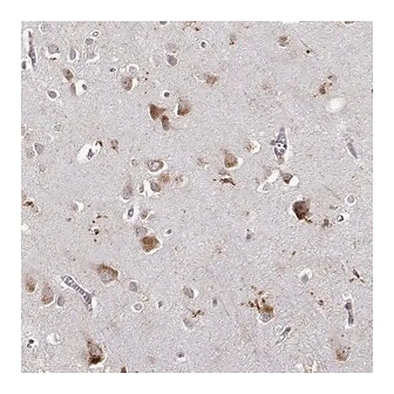 Merck Anti-RNF13 antibody produced in rabbit