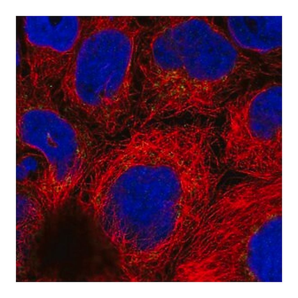 Merck Anti-ARFRP1 antibody produced in rabbit