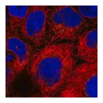 Merck Anti-ARFRP1 antibody produced in rabbit