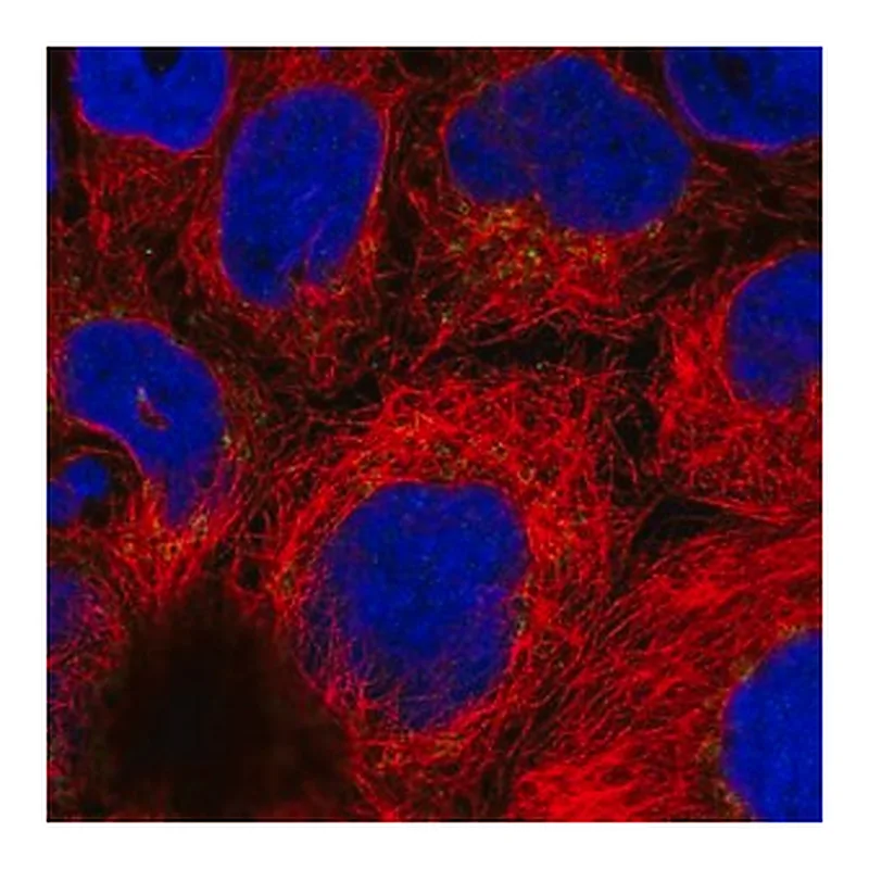 Merck Anti-ARFRP1 antibody produced in rabbit