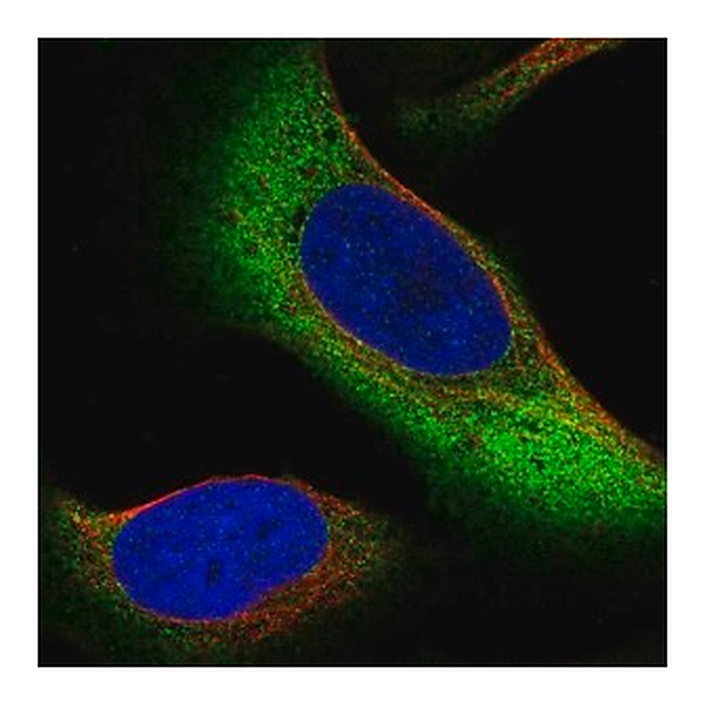 Merck Anti-ZNF721 antibody produced in rabbit