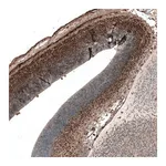 Merck Monoclonal Anti-AUTS2 antibody produced in mouse