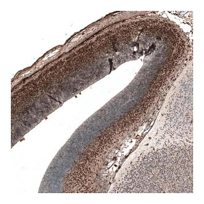 Merck Monoclonal Anti-AUTS2 antibody produced in mouse