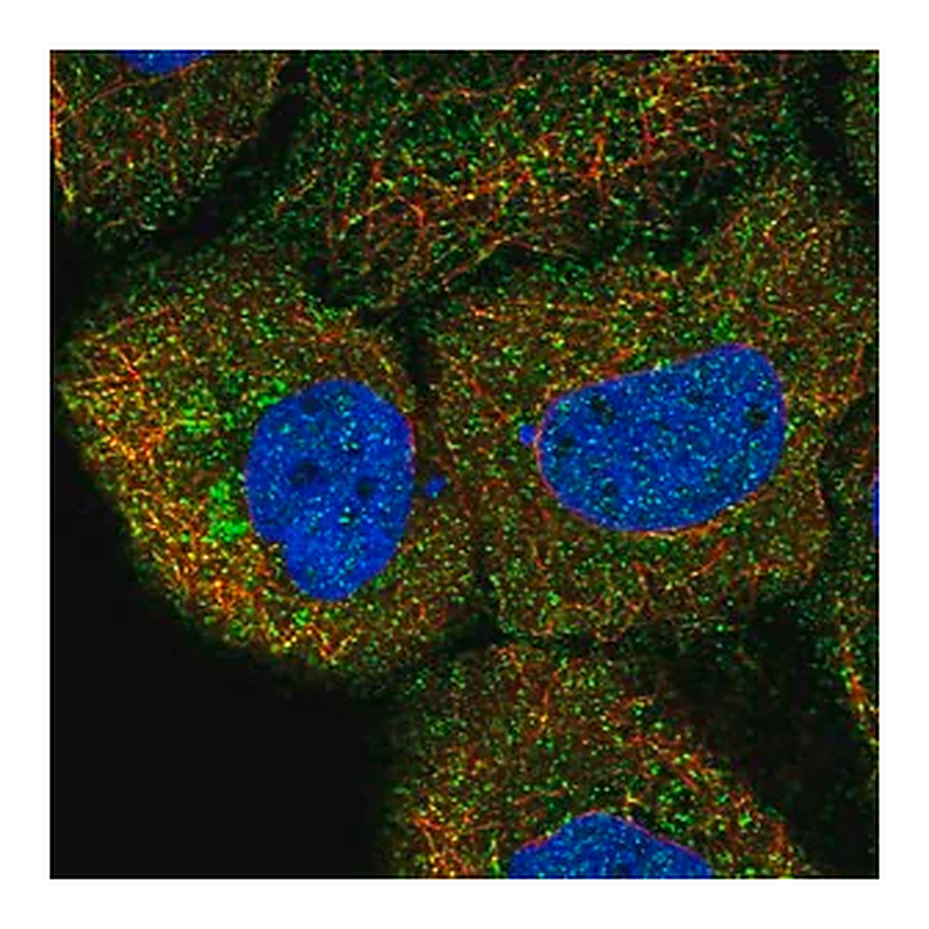 Merck Anti-DAGLB antibody produced in rabbit