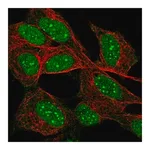 Merck Anti-DAXX antibody produced in rabbit