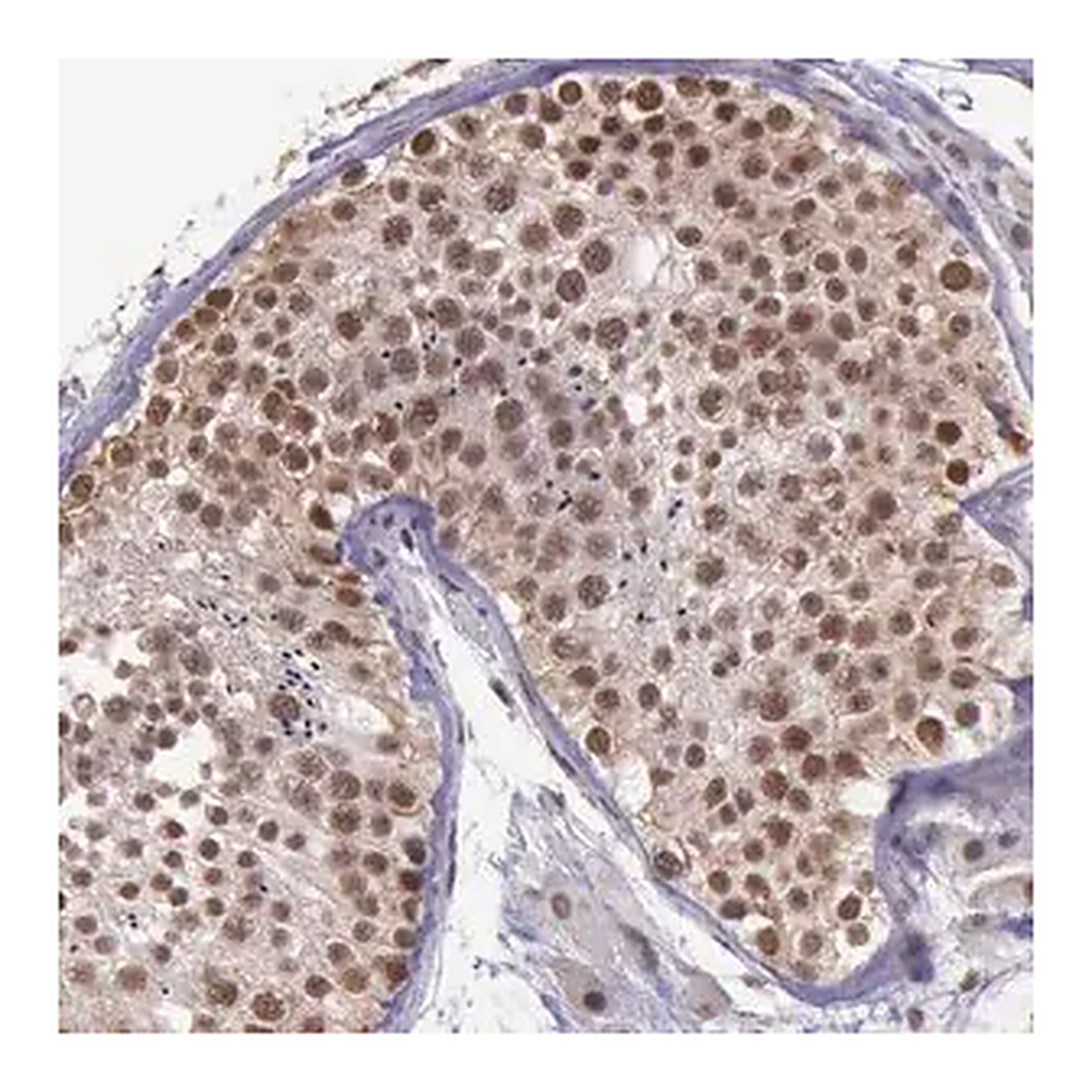 Merck Anti-PRPF39 antibody produced in rabbit