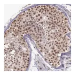 Merck Anti-PRPF39 antibody produced in rabbit