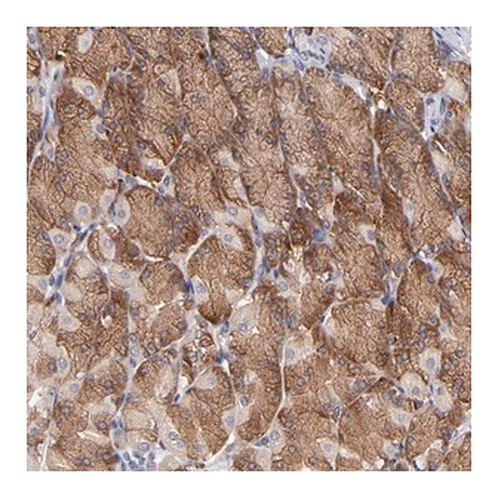 Merck ANTI-EIF3L antibody produced in rabbit