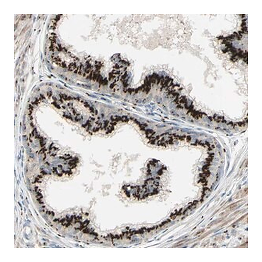 Merck Anti-IMPAD1 antibody produced in rabbit