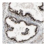 Merck Anti-IMPAD1 antibody produced in rabbit