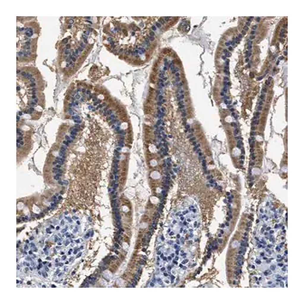 Merck Anti-HS3ST2 antibody produced in rabbit