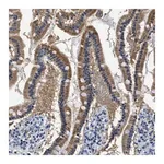Merck Anti-HS3ST2 antibody produced in rabbit