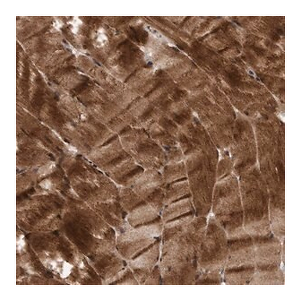 Merck Anti-MLXIP antibody produced in rabbit