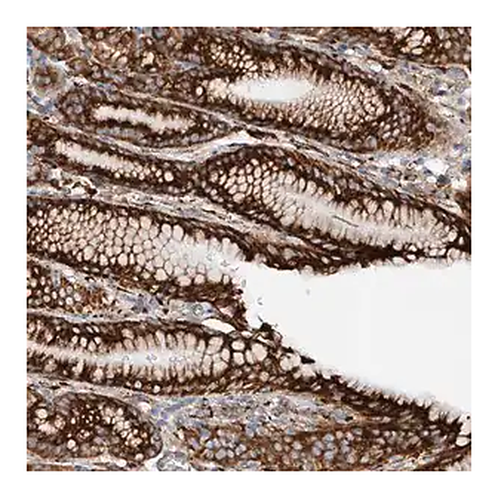 Merck Anti-SNAP29 antibody produced in rabbit