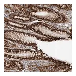 Merck Anti-SNAP29 antibody produced in rabbit