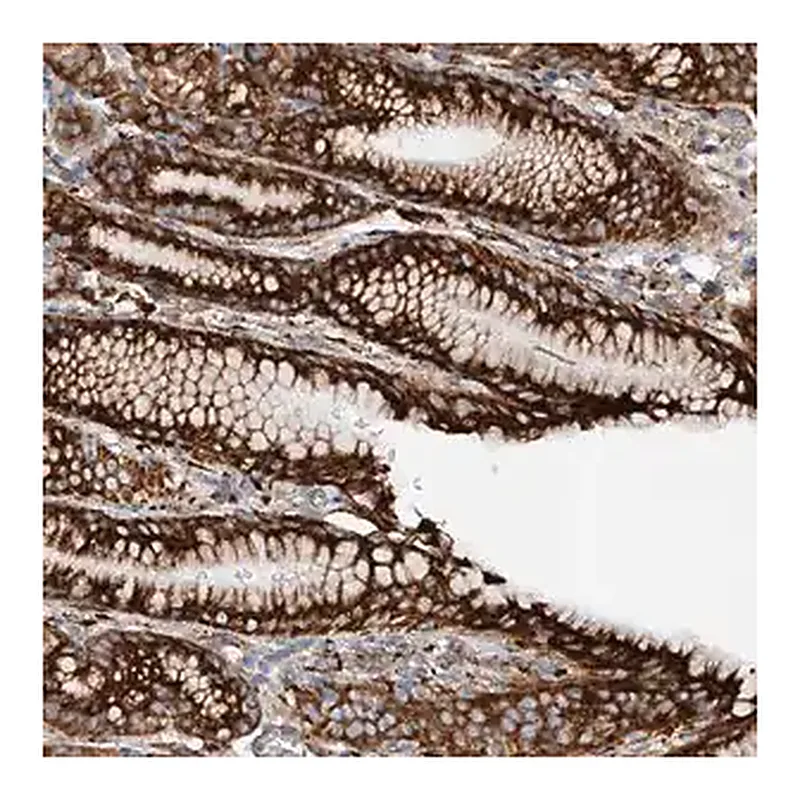 Merck Anti-SNAP29 antibody produced in rabbit