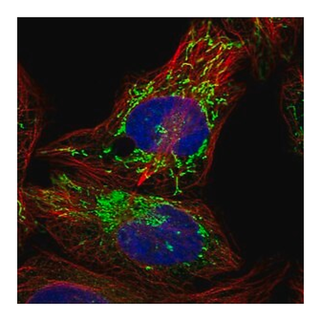 Merck Anti-PPM1K antibody produced in rabbit