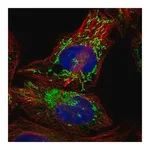 Merck Anti-PPM1K antibody produced in rabbit