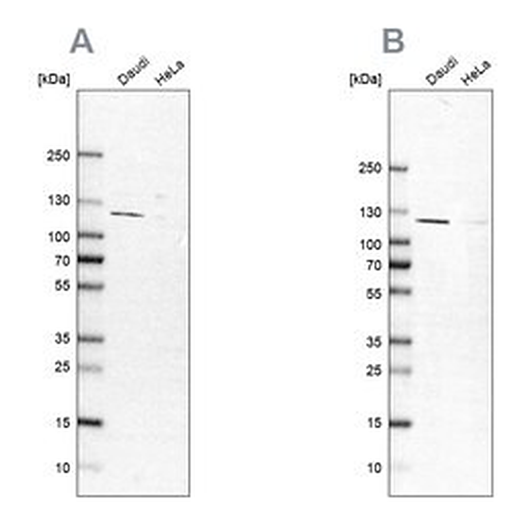 Merck Anti-LEMD3 antibody produced in rabbit