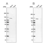 Merck Anti-LEMD3 antibody produced in rabbit