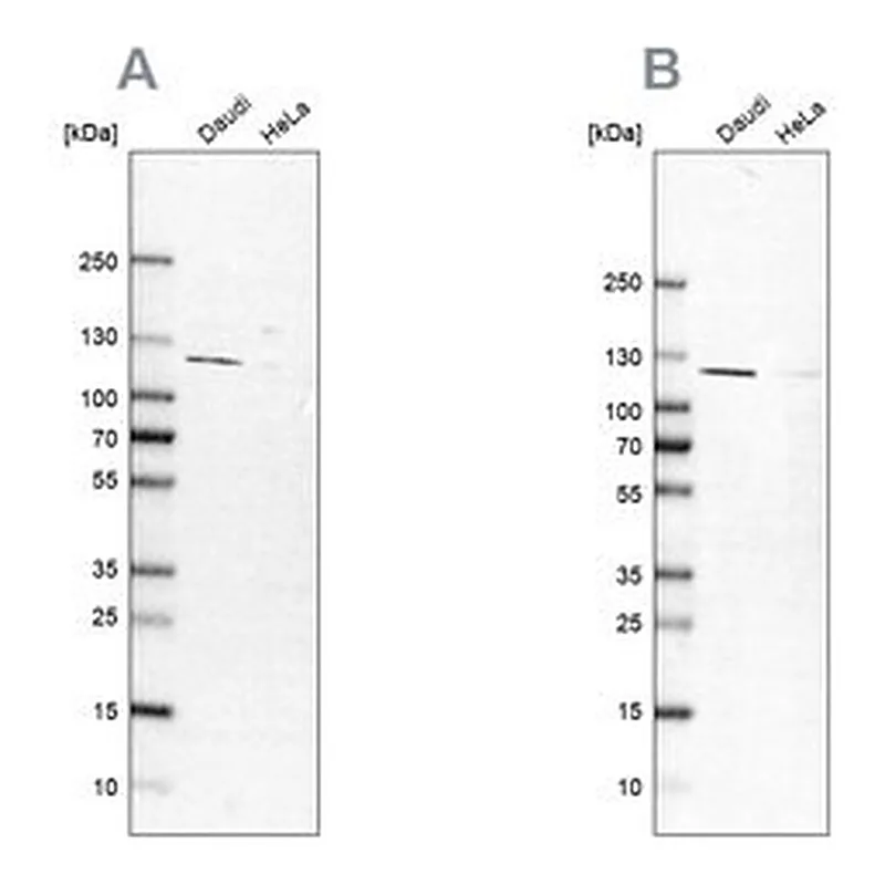 Merck Anti-LEMD3 antibody produced in rabbit