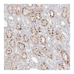 Merck Anti-TRIM47 antibody produced in rabbit