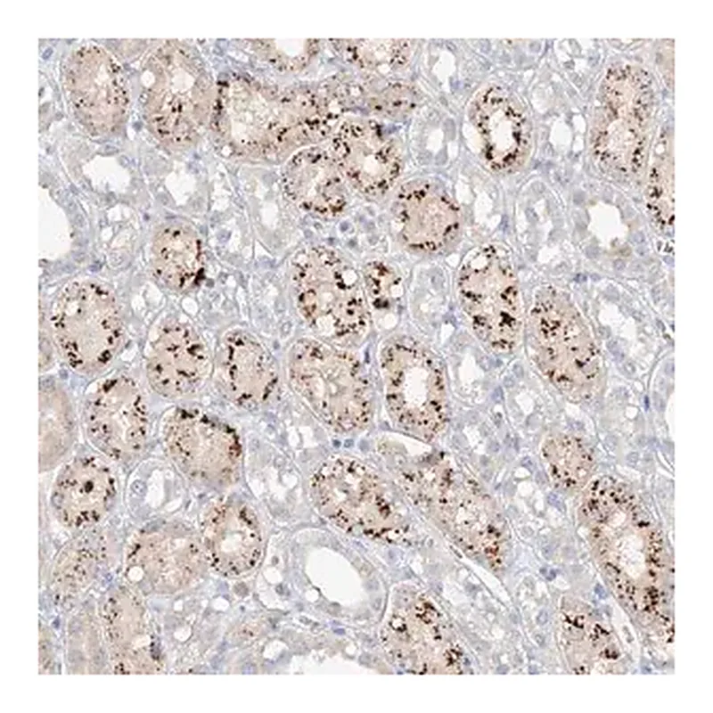 Merck Anti-TRIM47 antibody produced in rabbit