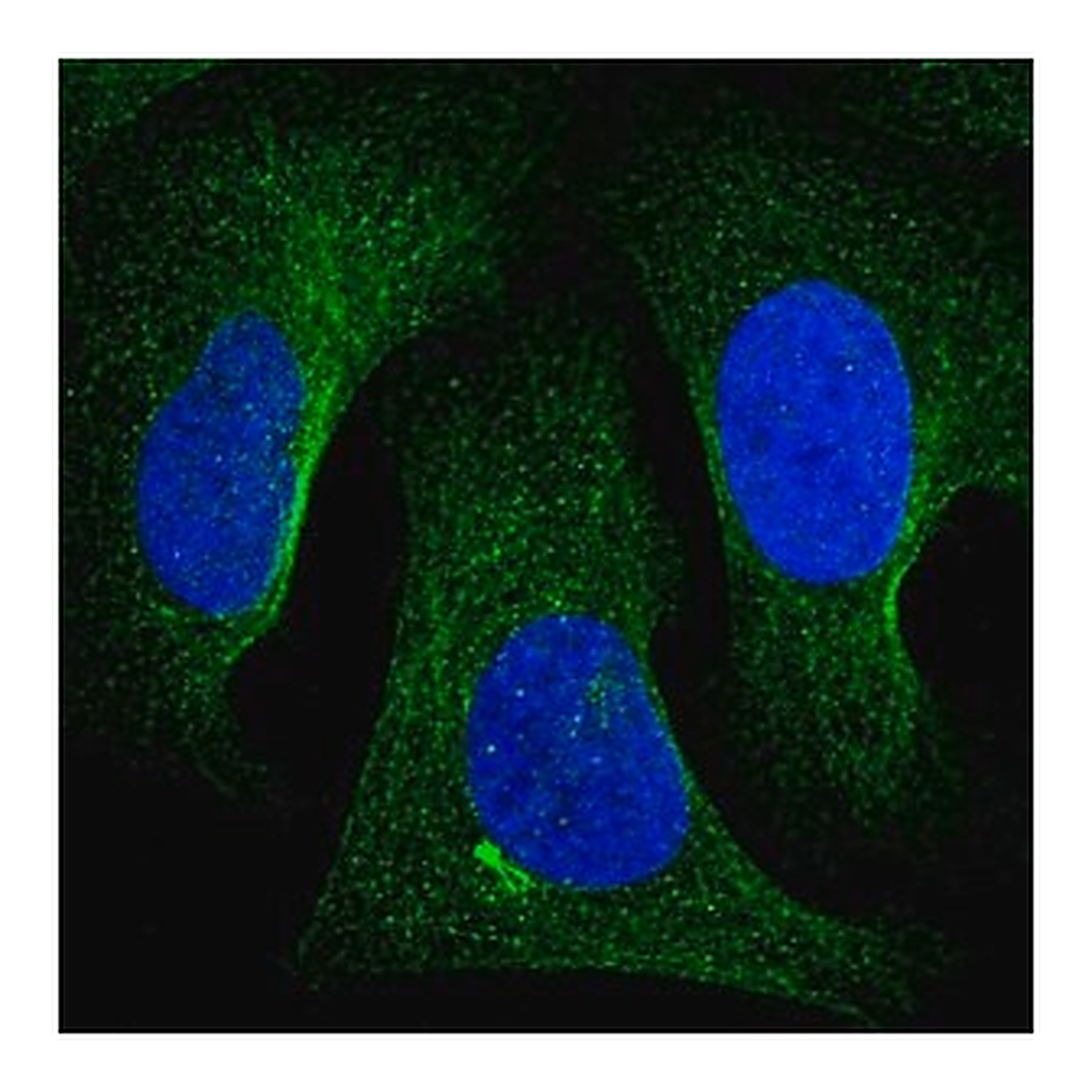 Merck Anti-TNKS2 antibody produced in rabbit