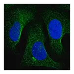 Merck Anti-TNKS2 antibody produced in rabbit