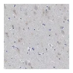 Merck Anti-ITPR1 antibody produced in rabbit