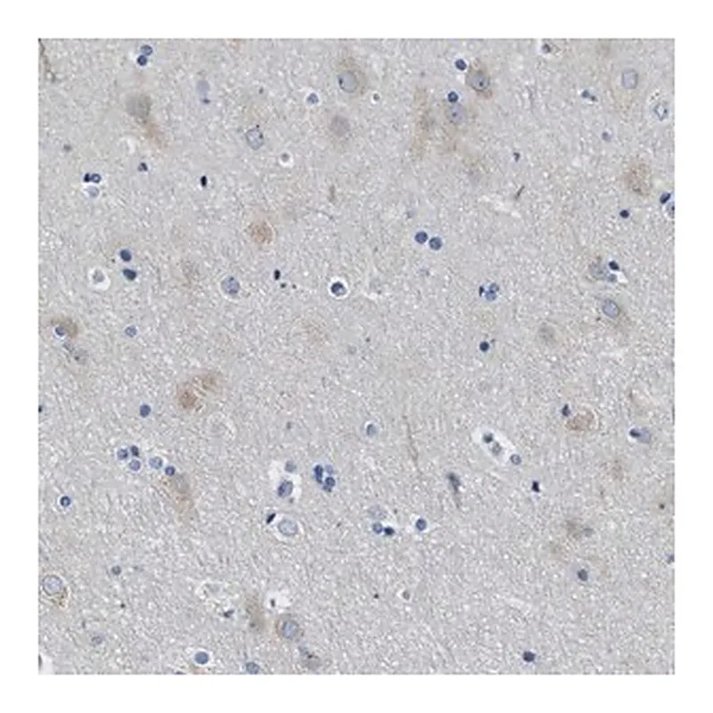 Merck Anti-ITPR1 antibody produced in rabbit