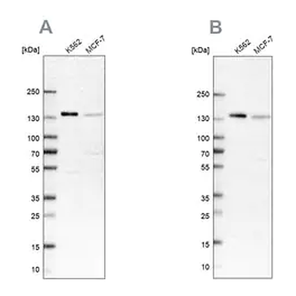 Merck Anti-PRPF40A antibody produced in rabbit