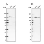 Merck Anti-PRPF40A antibody produced in rabbit