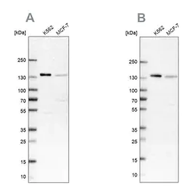 Merck Anti-PRPF40A antibody produced in rabbit