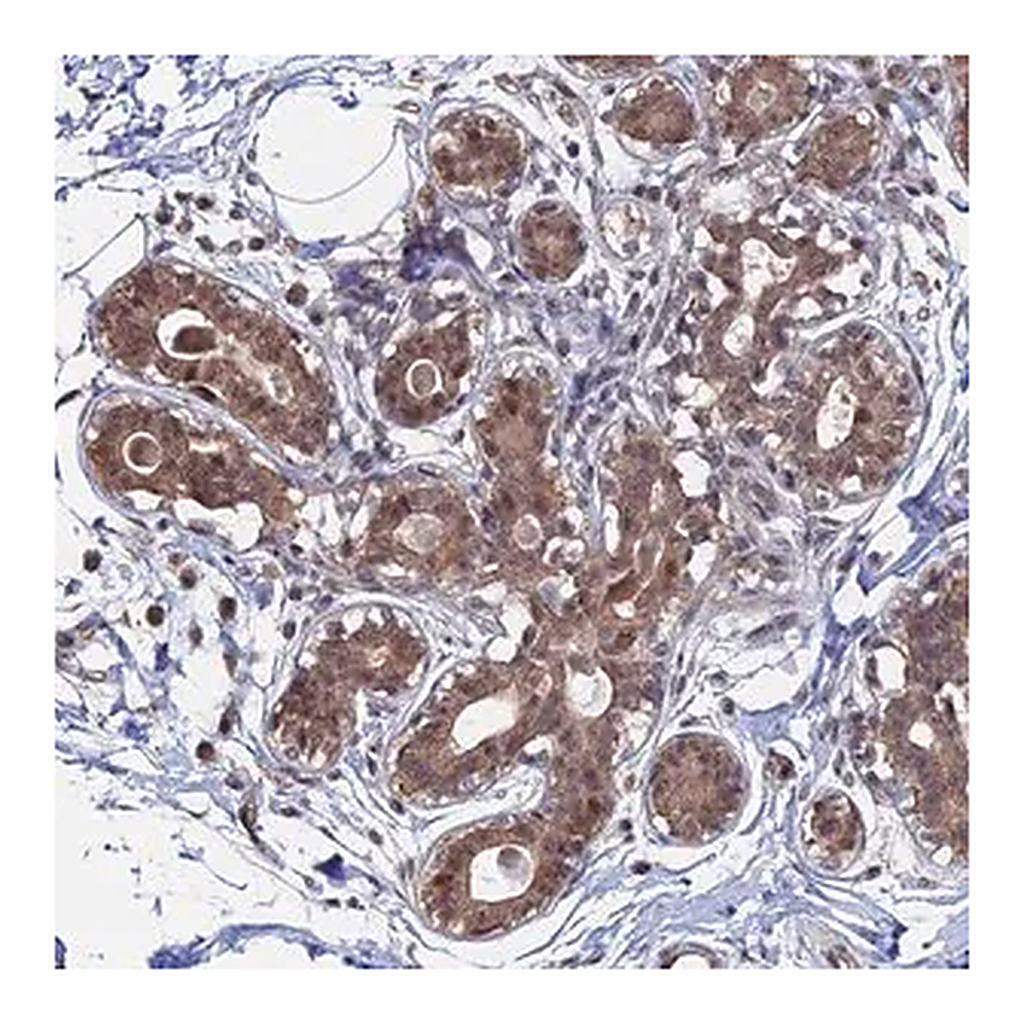 Merck Anti-KIAA1328 antibody produced in rabbit