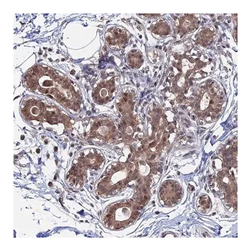 Merck Anti-KIAA1328 antibody produced in rabbit