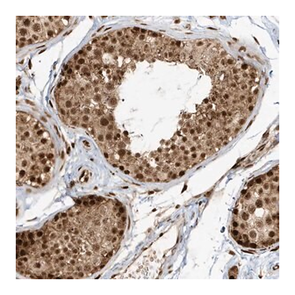 Merck Anti-CKS2 antibody produced in rabbit