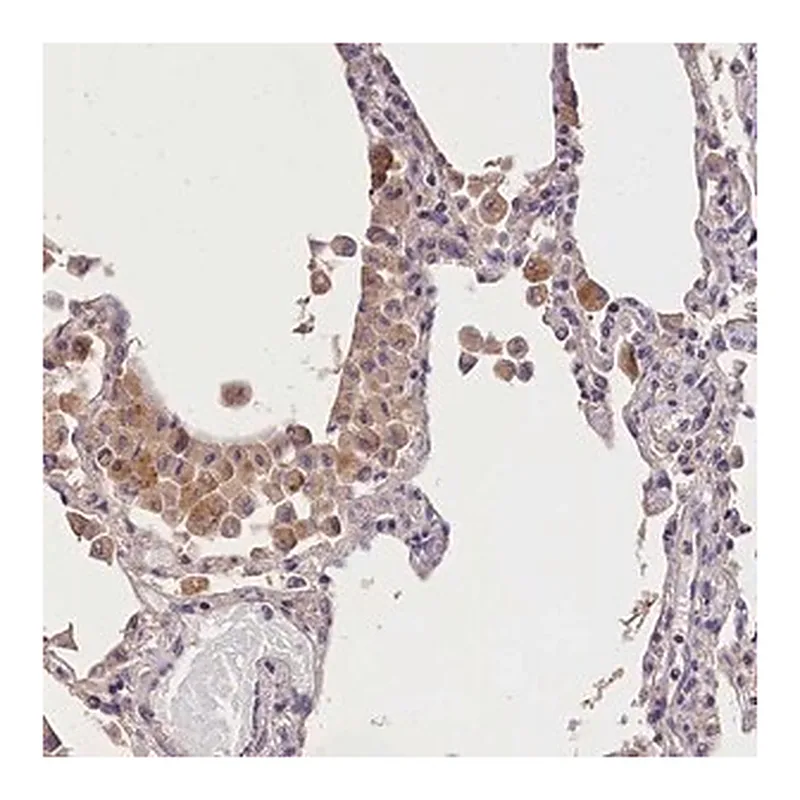 Merck Anti-OAS3 antibody produced in rabbit