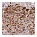 Merck Anti-METTL26 antibody produced in rabbit